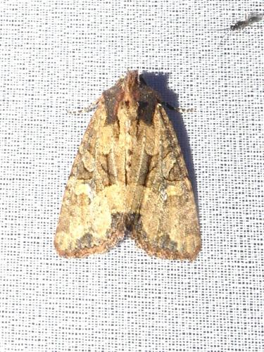 Réf. 347 413 : Mesapamea sp.